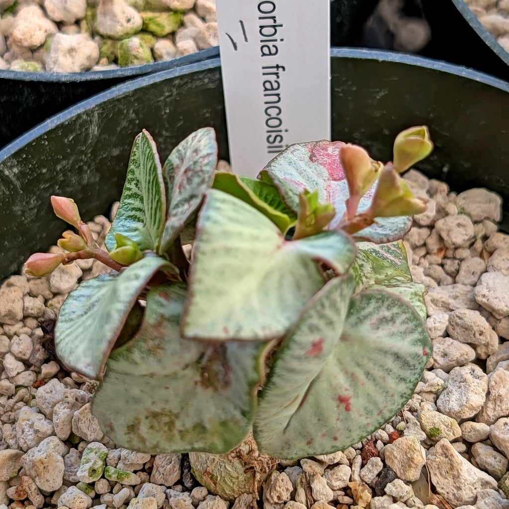 Euphorbia francoisii #11 tropical looking weird heart-shape
