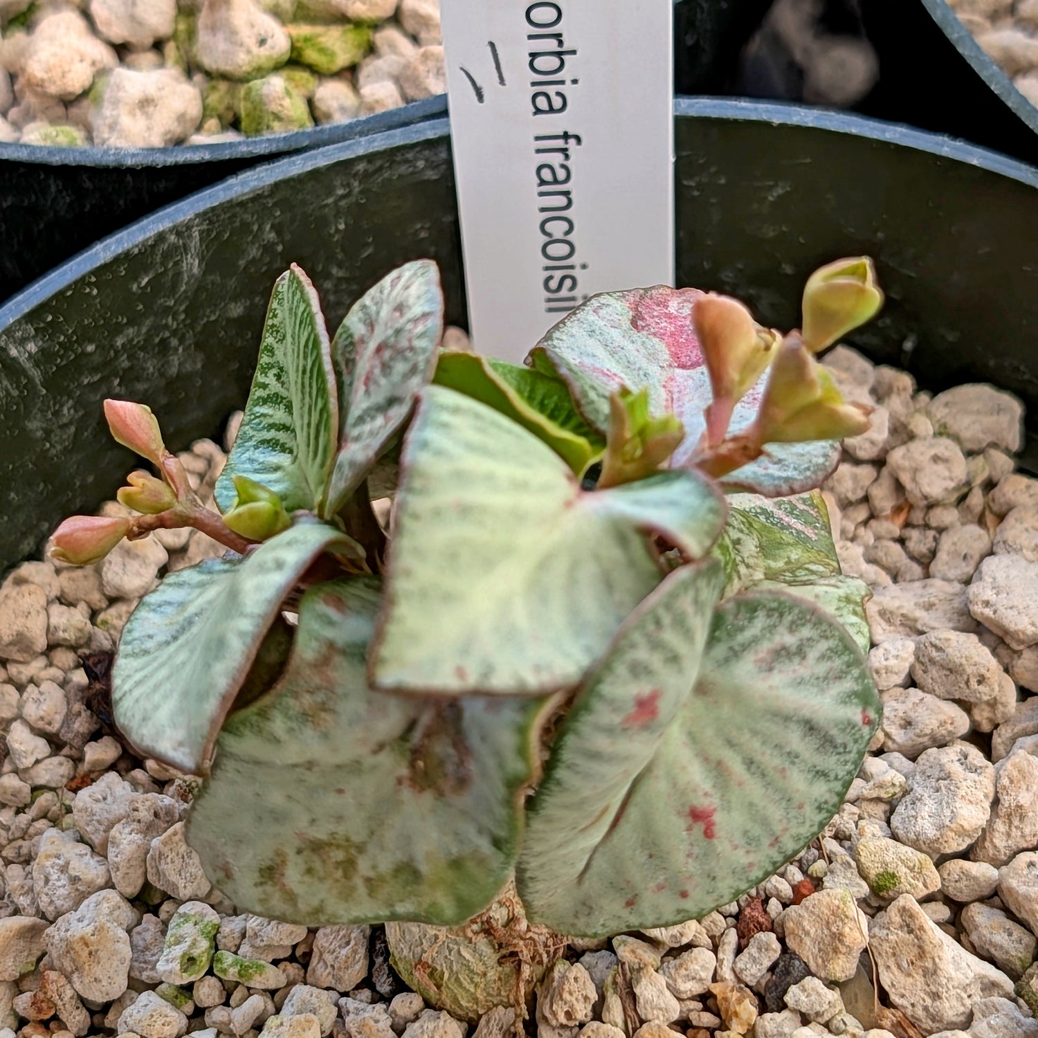 Euphorbia francoisii #11 tropical looking weird heart-shape