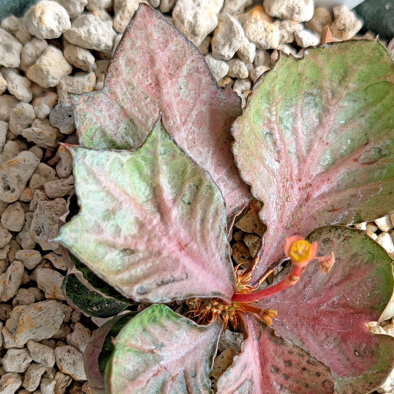 Euphorbia francoisii #11