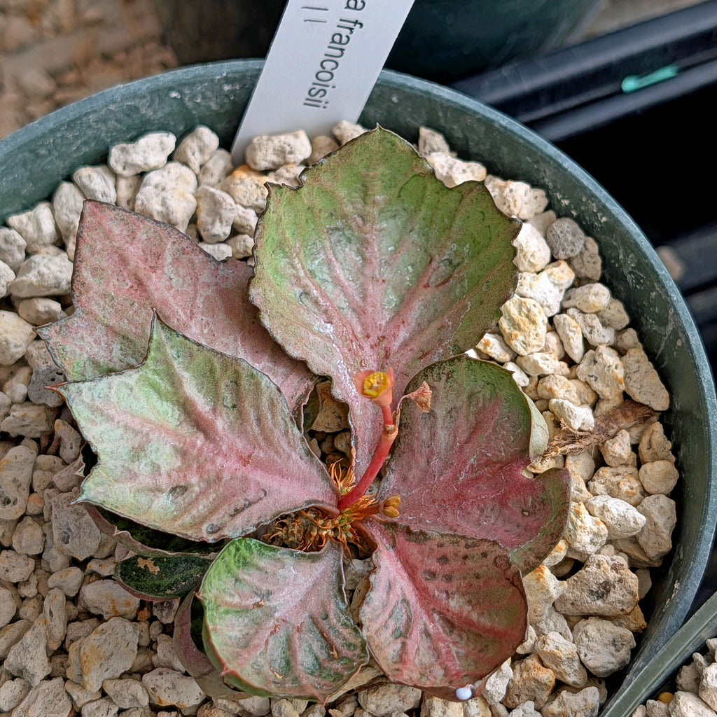 Euphorbia francoisii #11