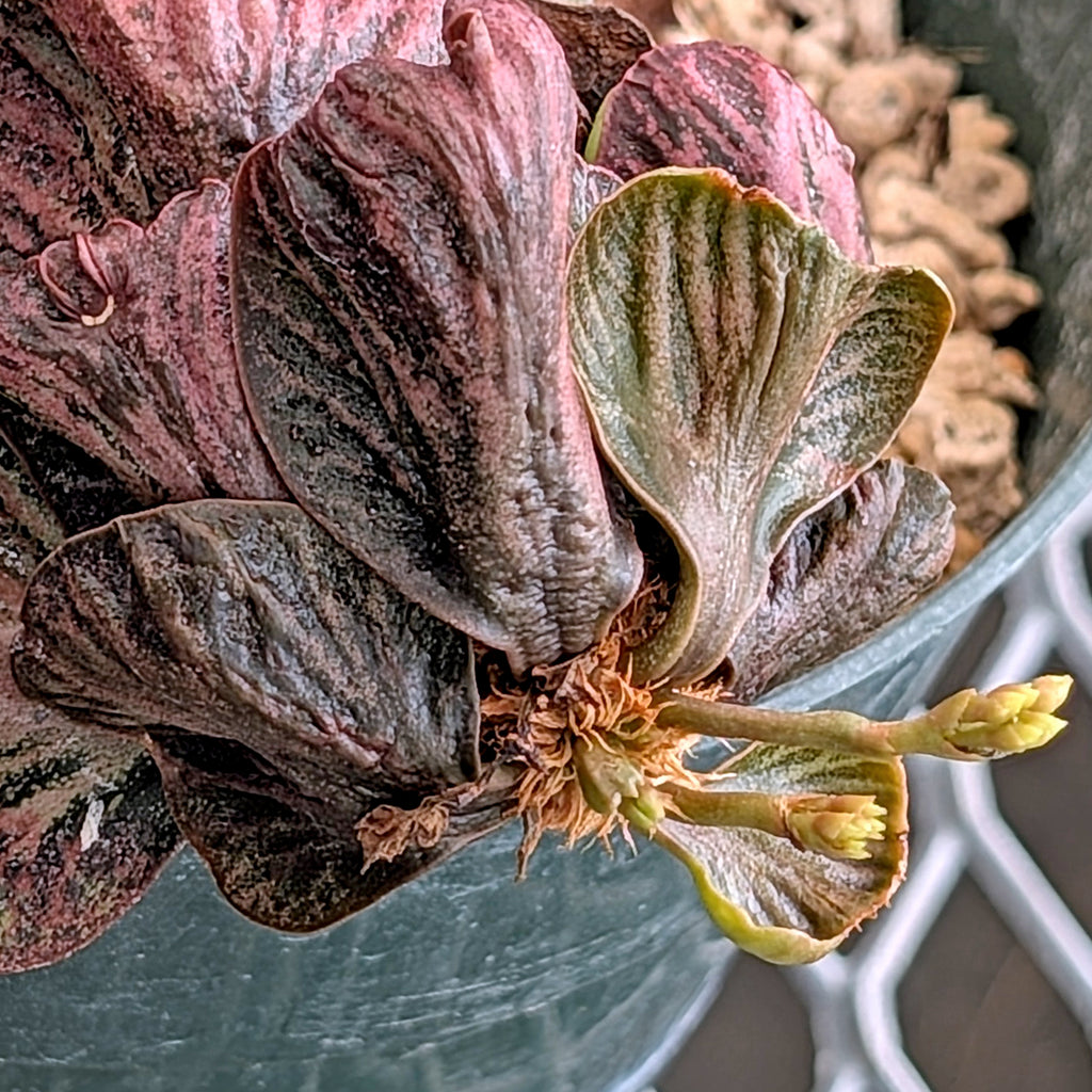 Euphorbia francoisii #12