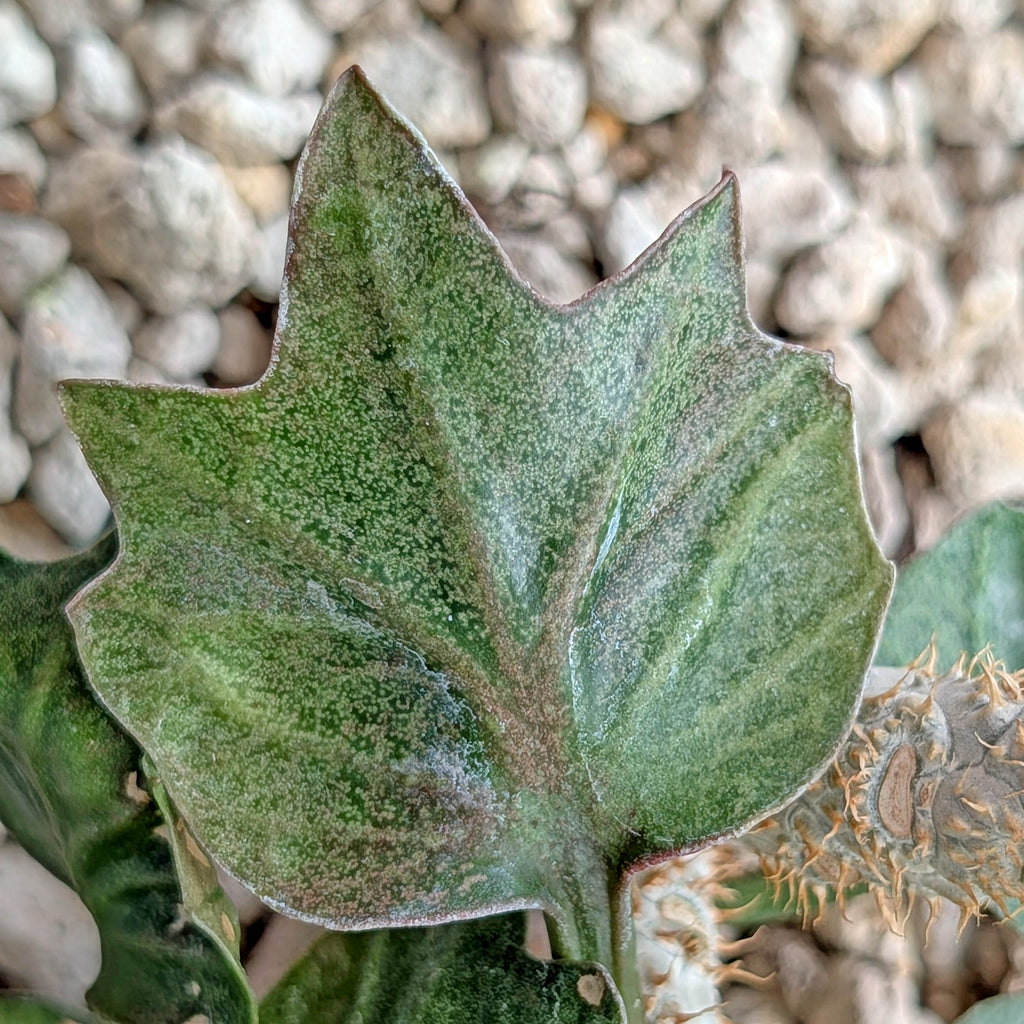 Euphorbia francoisii #12