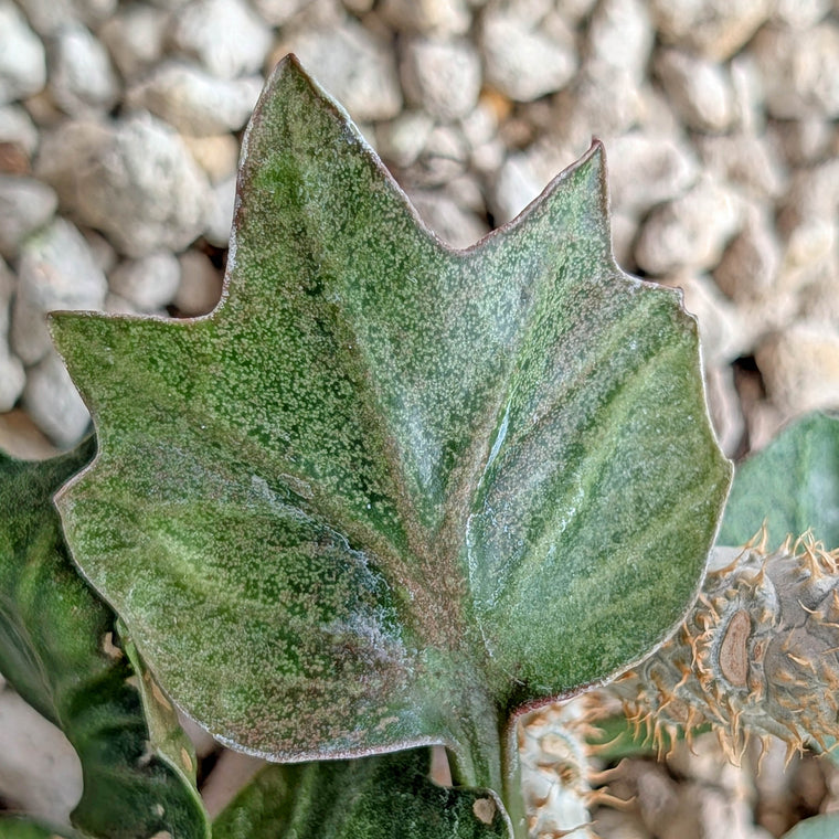 Euphorbia francoisii #12