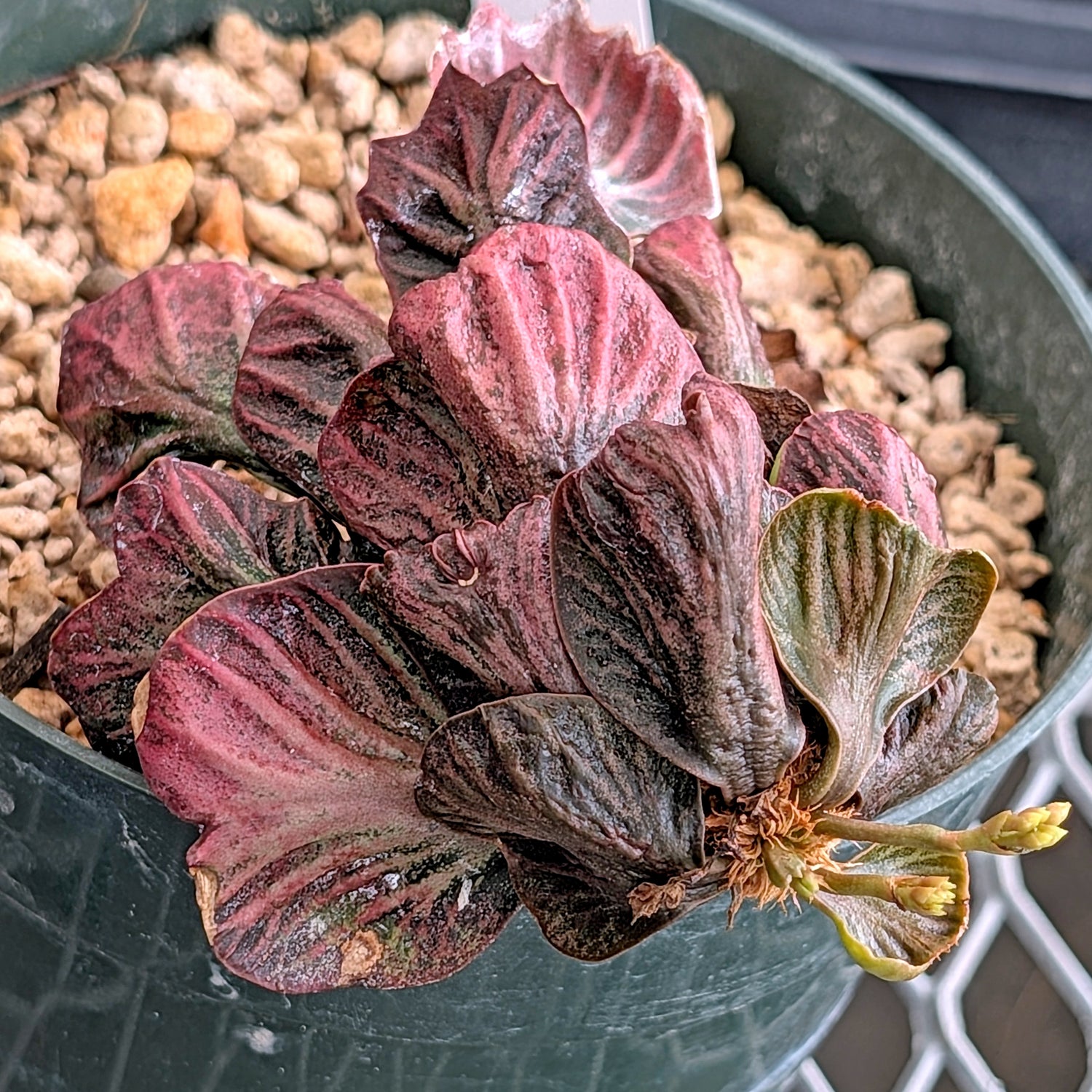 Euphorbia francoisii #12