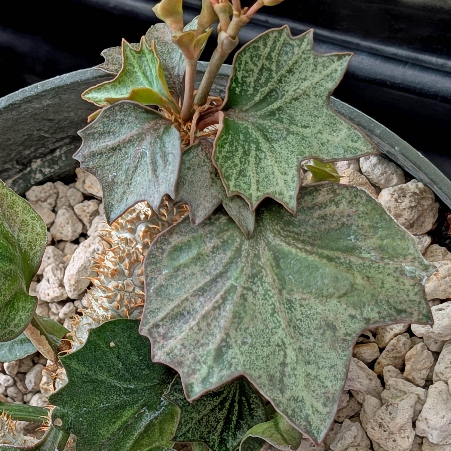 Euphorbia francoisii #12