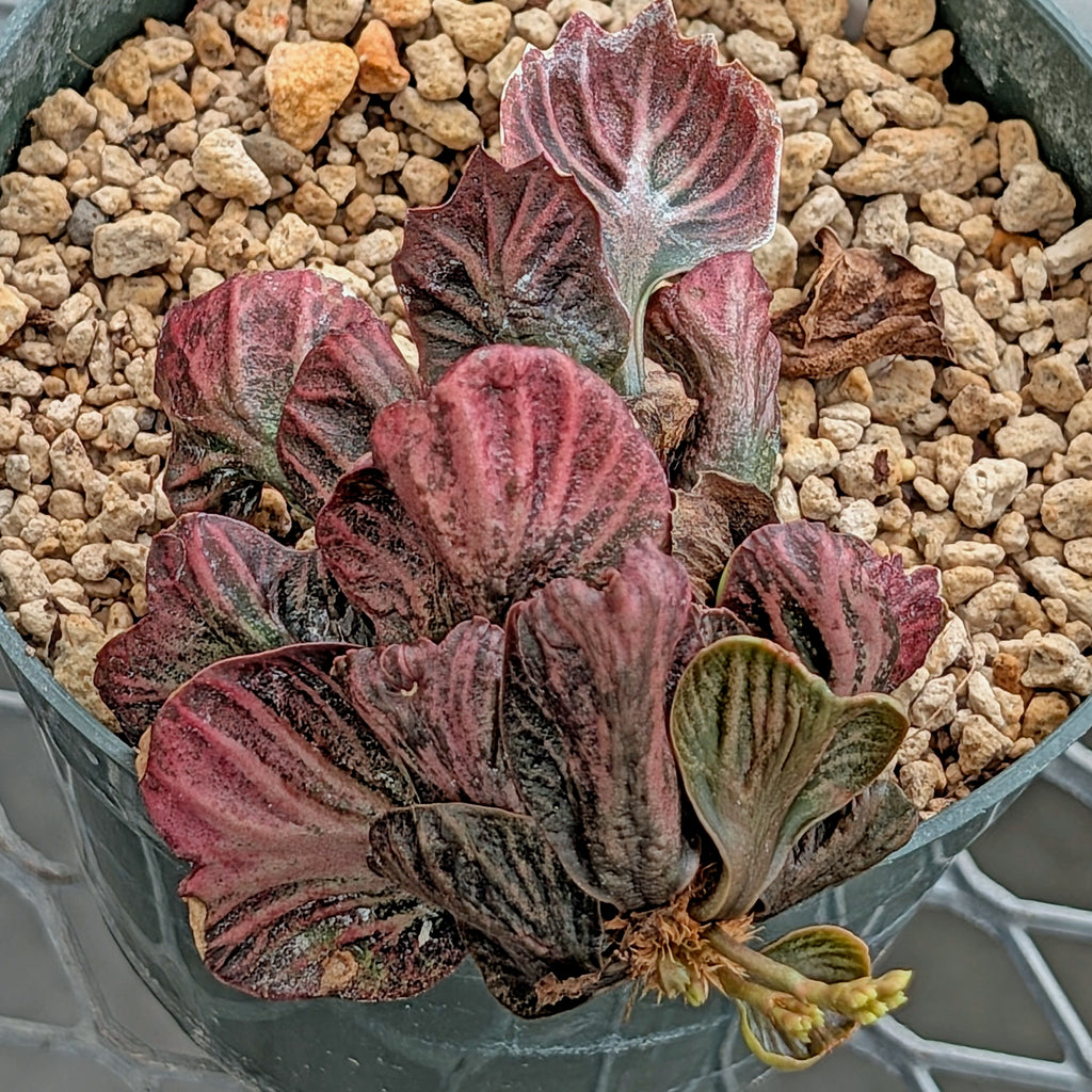 Euphorbia francoisii #12