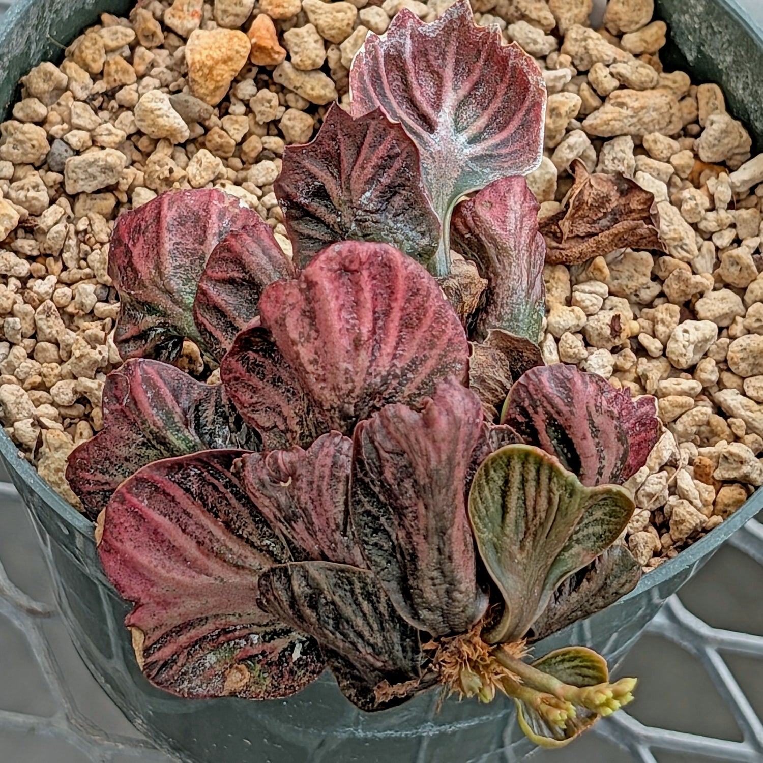 Euphorbia francoisii #12