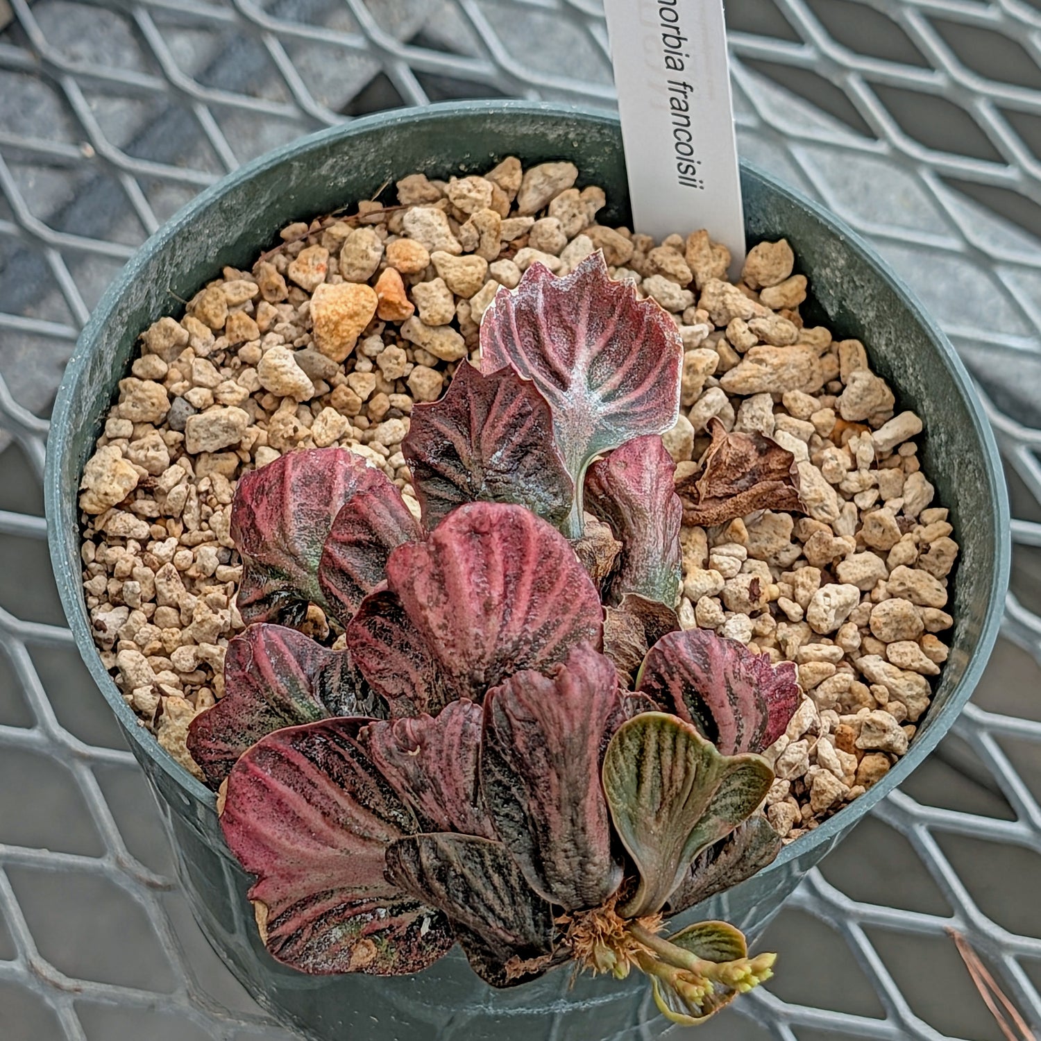Euphorbia francoisii #12