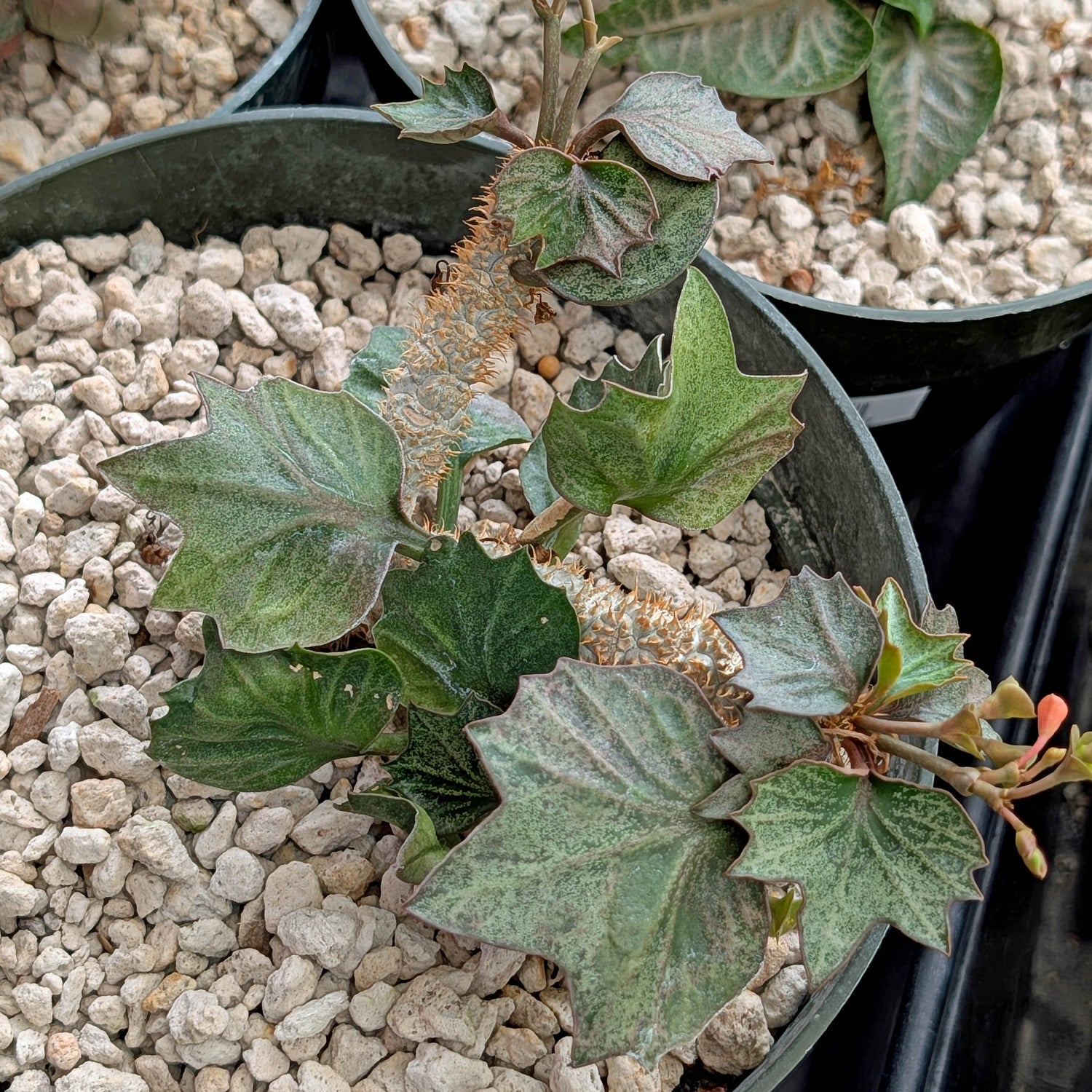 Euphorbia francoisii #12