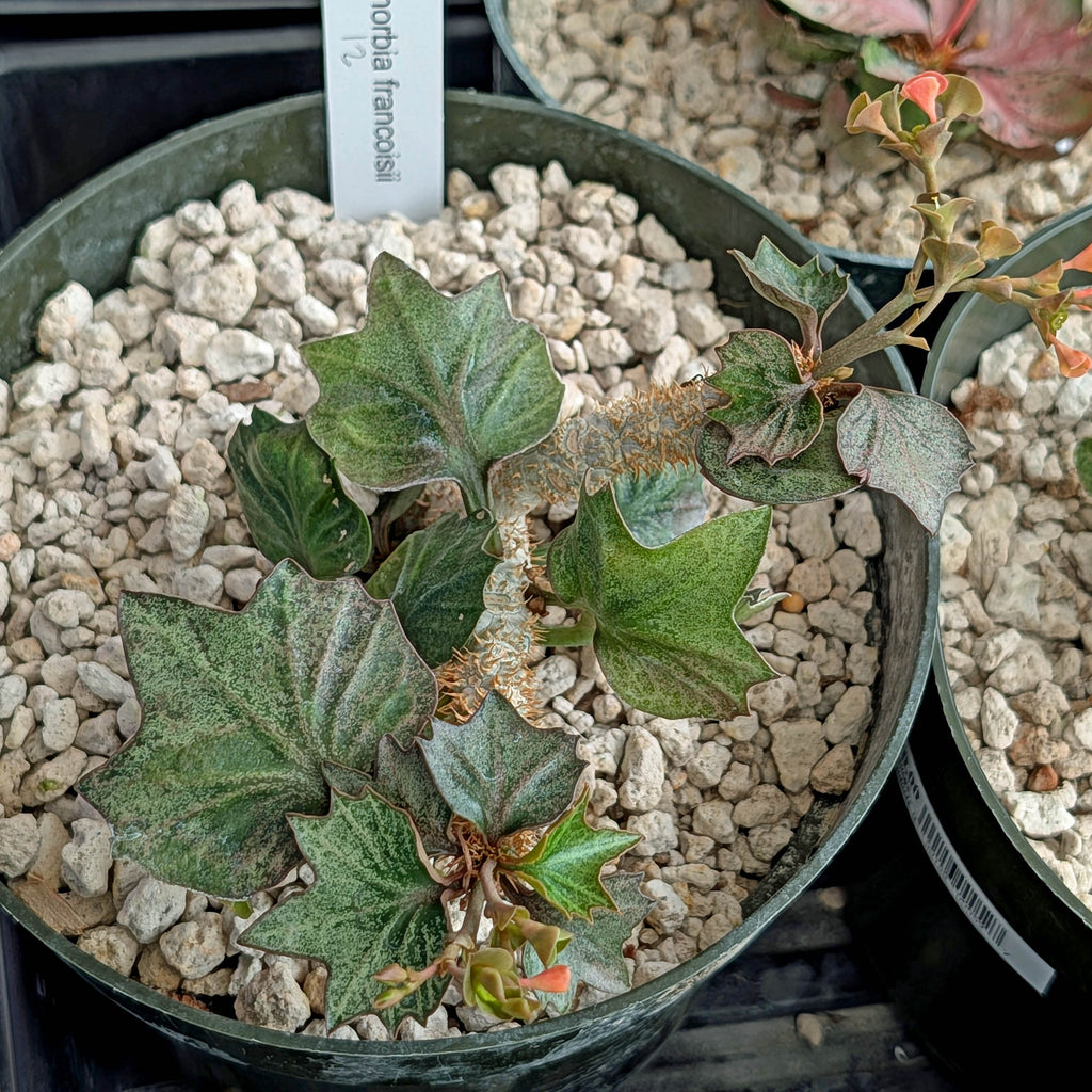 Euphorbia francoisii #12