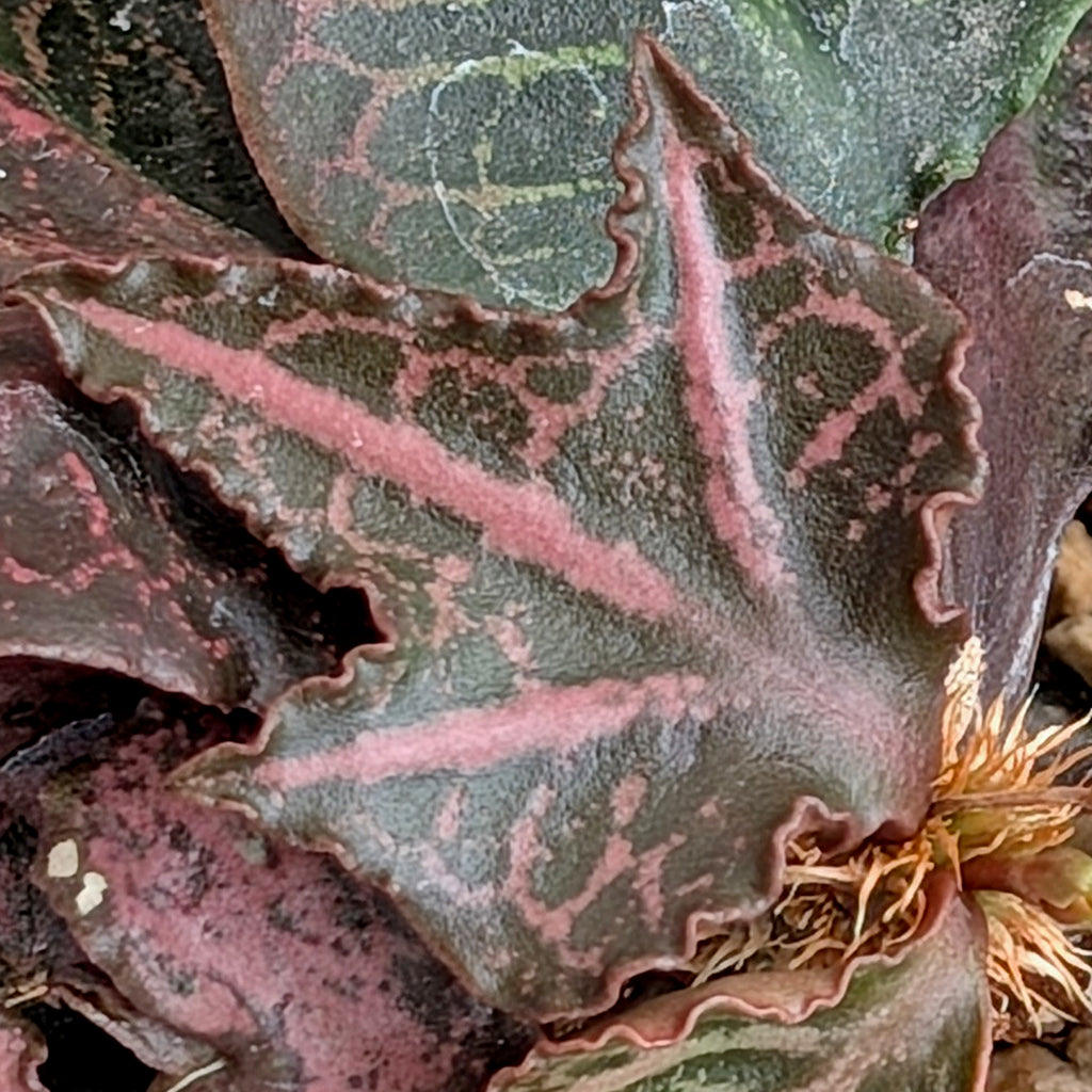 Euphorbia francoisii #13