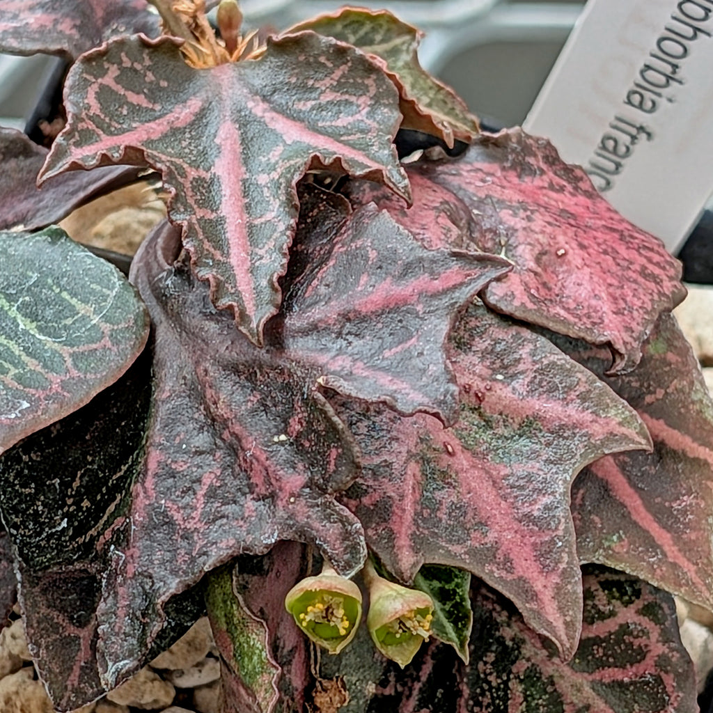 Euphorbia francoisii #13