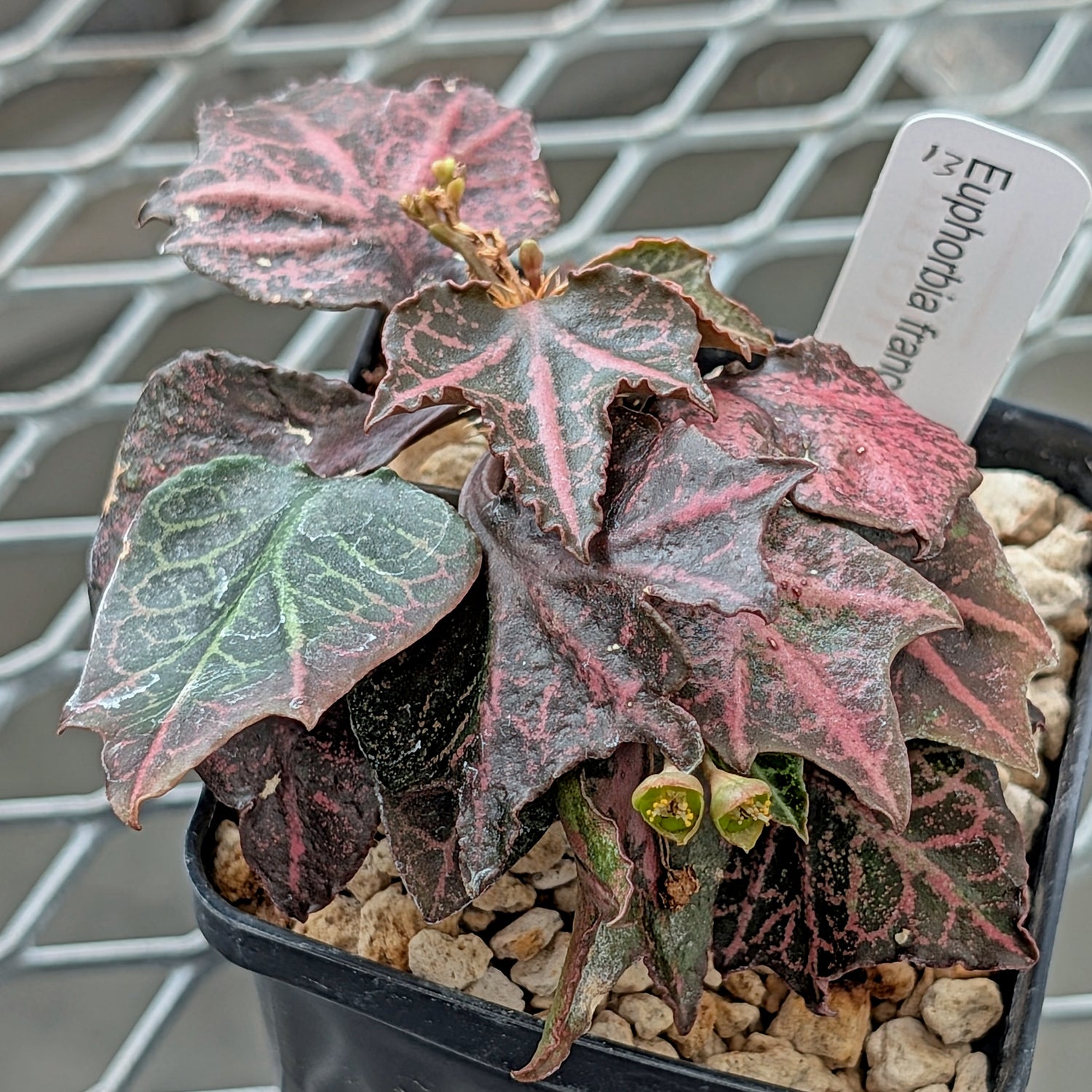 Euphorbia francoisii #13