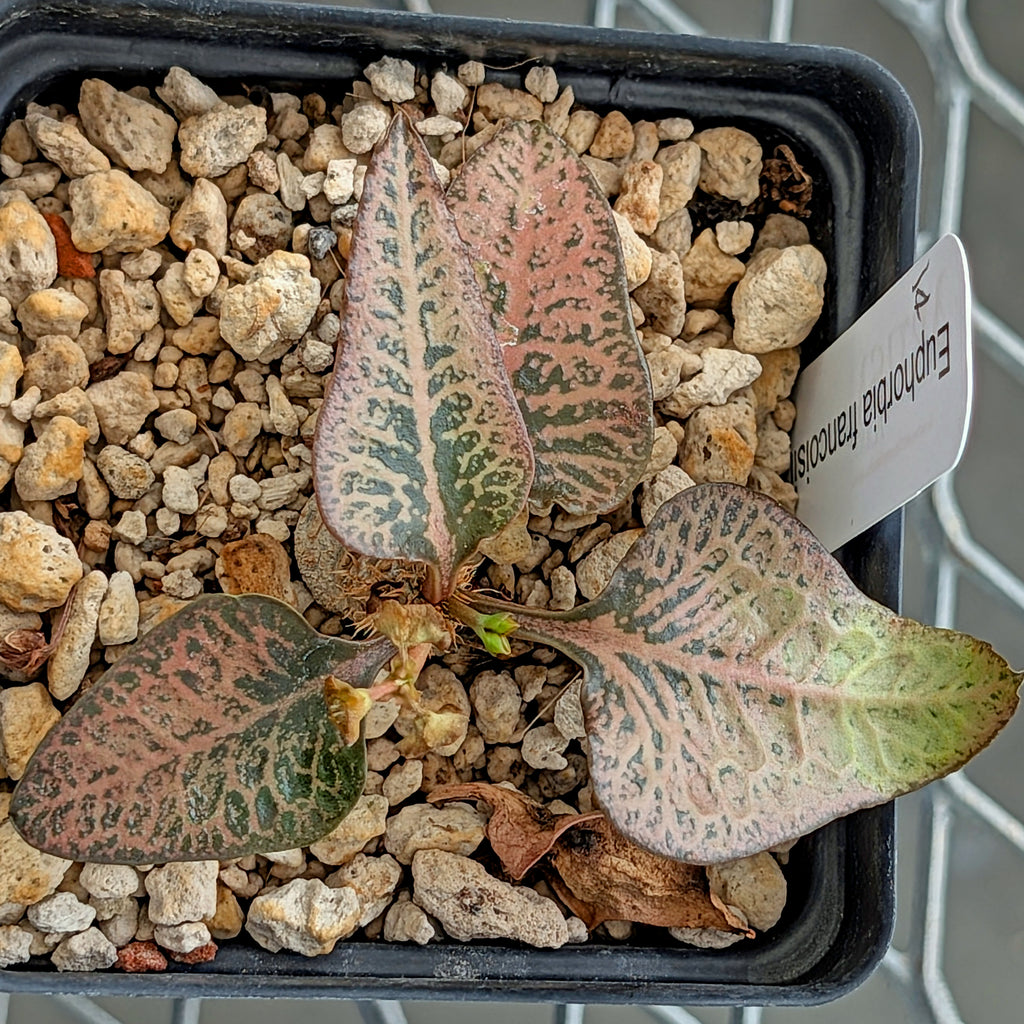 Euphorbia francoisii #14