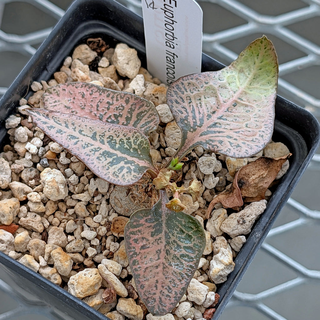 Euphorbia francoisii #14