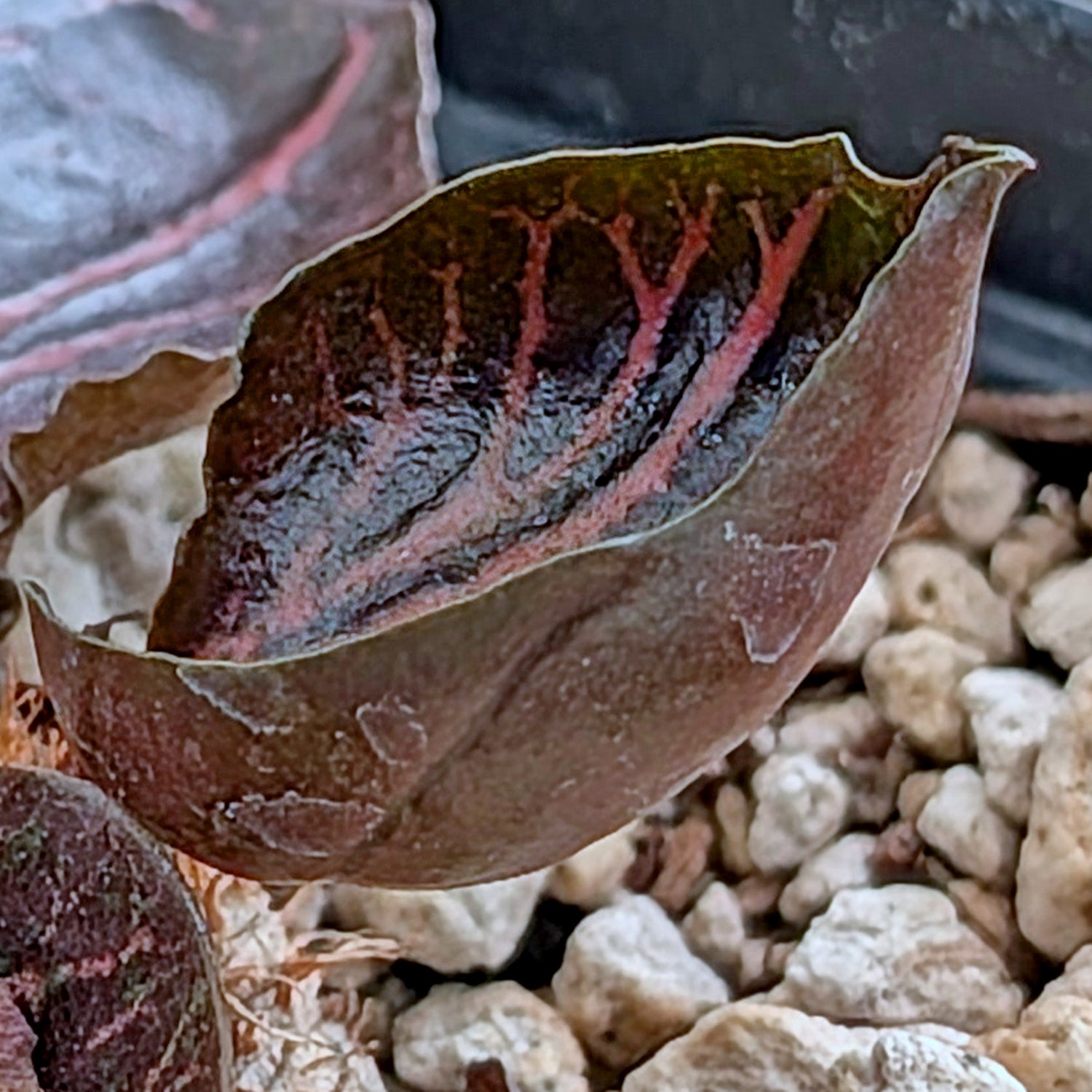 Euphorbia francoisii #15