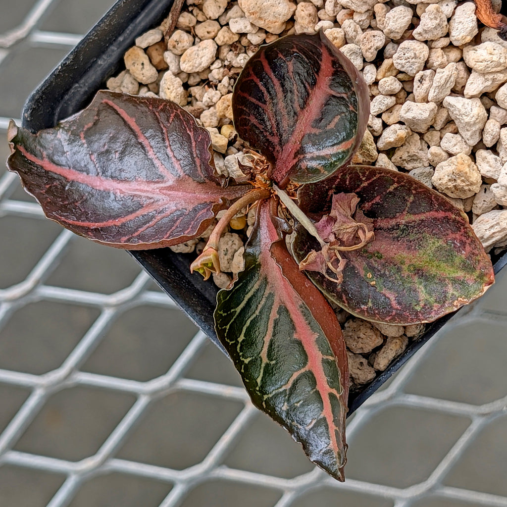 Euphorbia francoisii #15