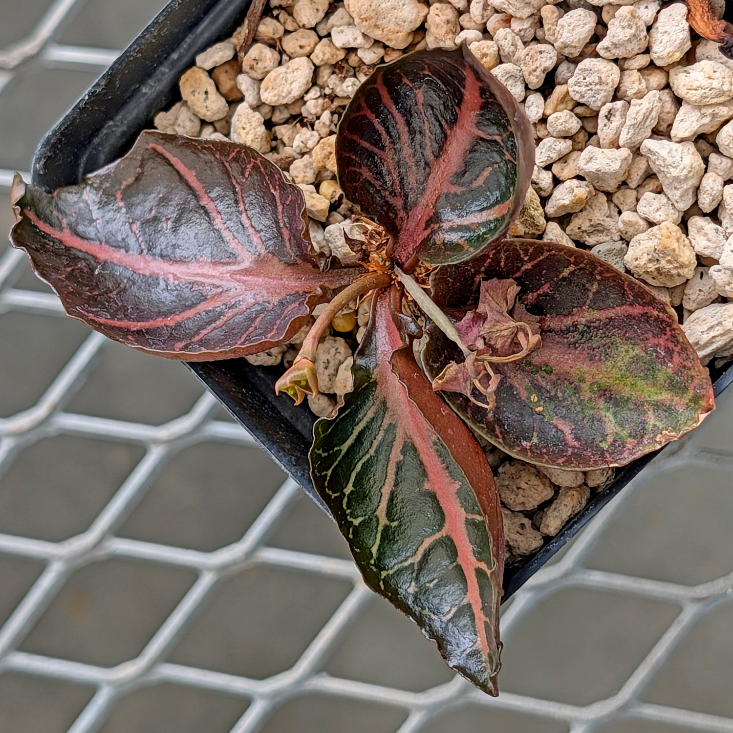 Euphorbia francoisii #15