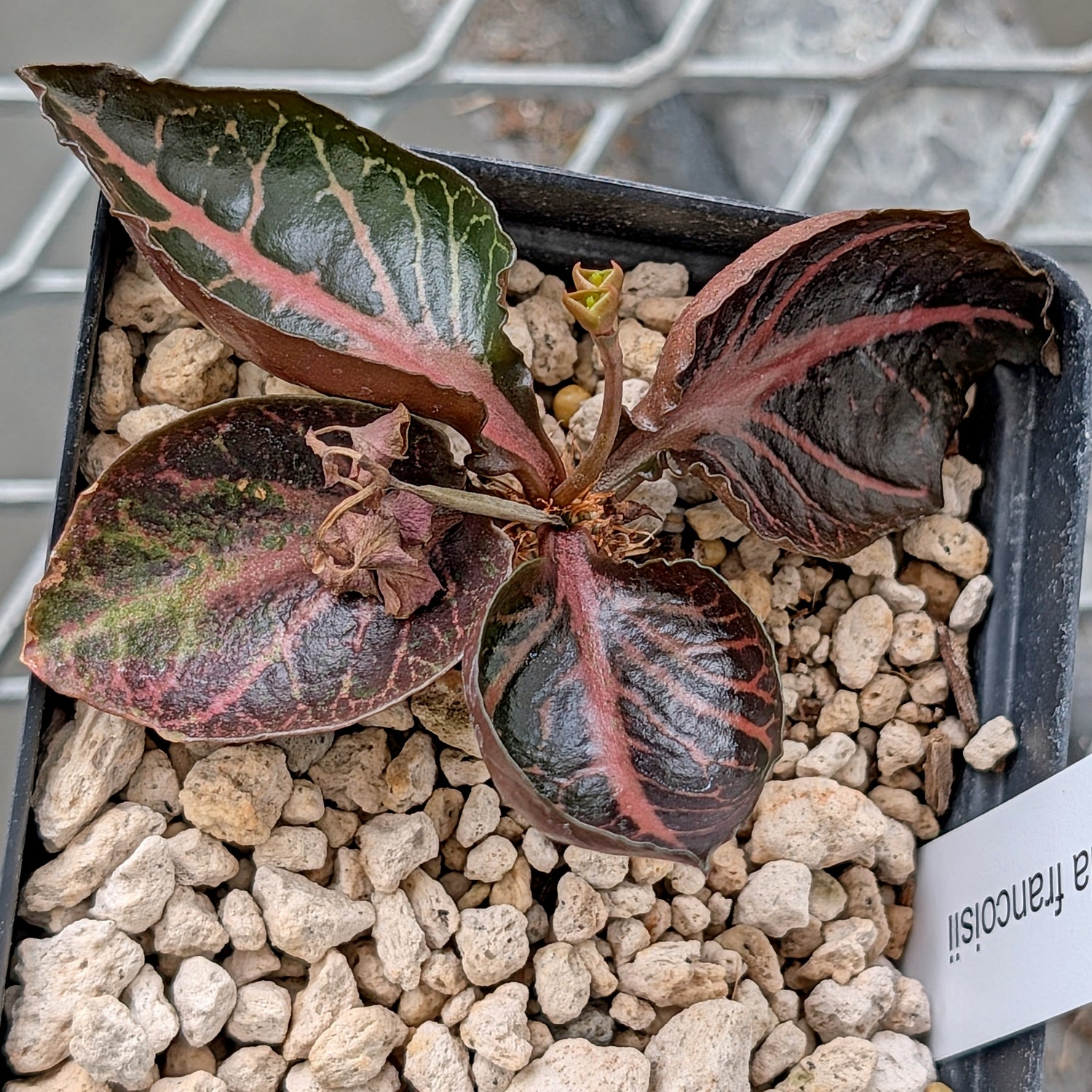 Euphorbia francoisii #15