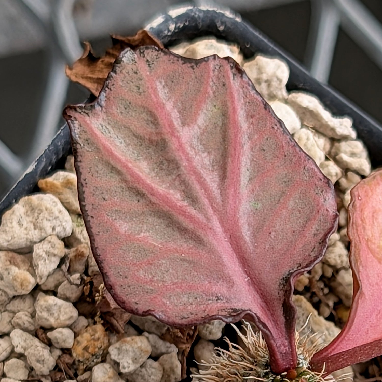 Euphorbia francoisii #16