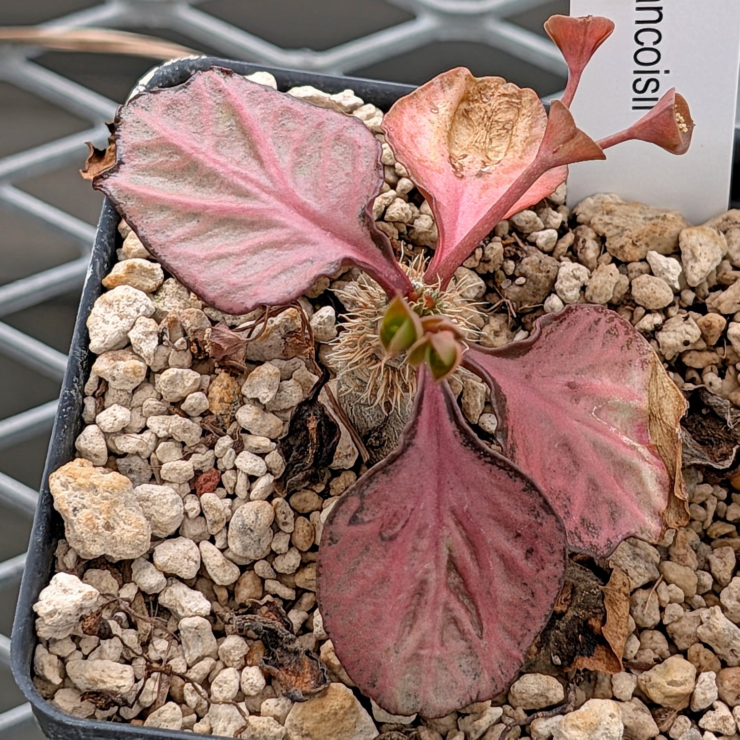 Euphorbia francoisii #16