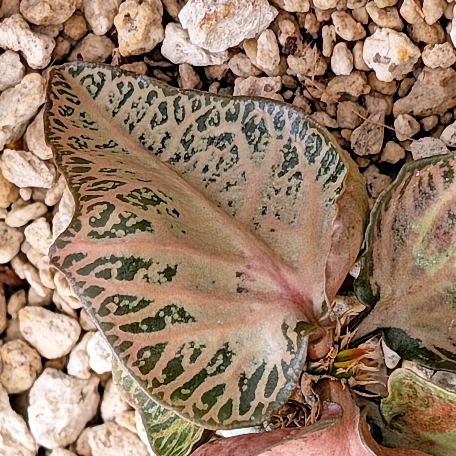 Euphorbia francoisii #17
