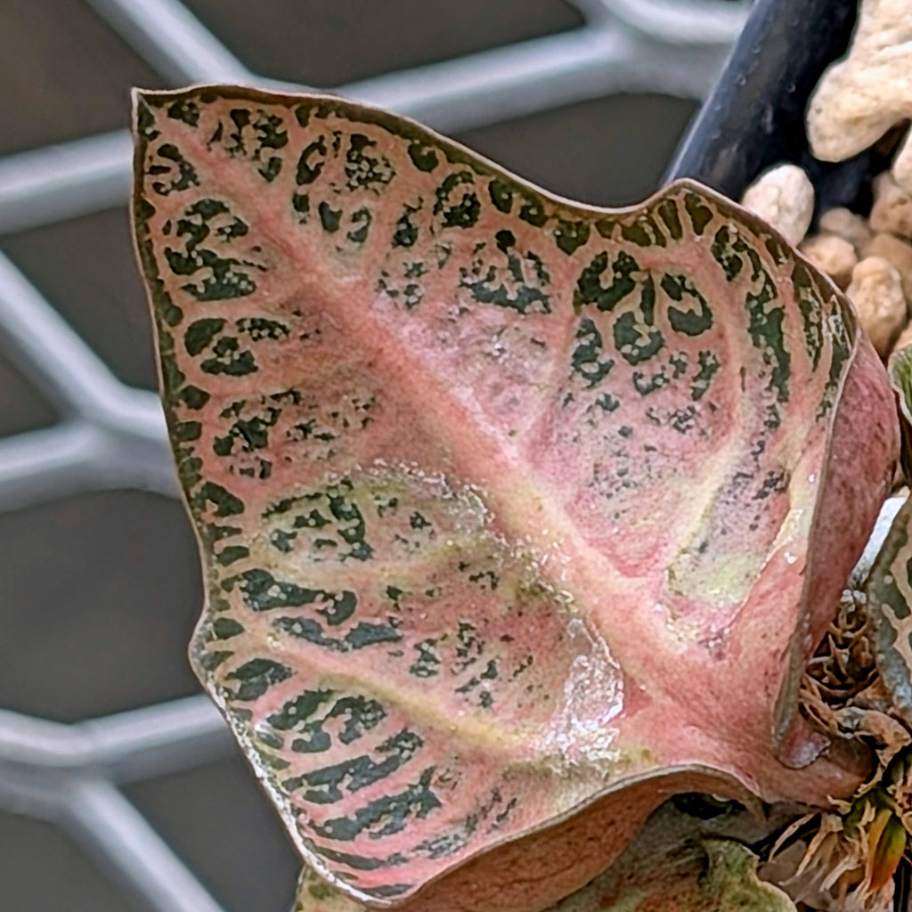 Euphorbia francoisii #17