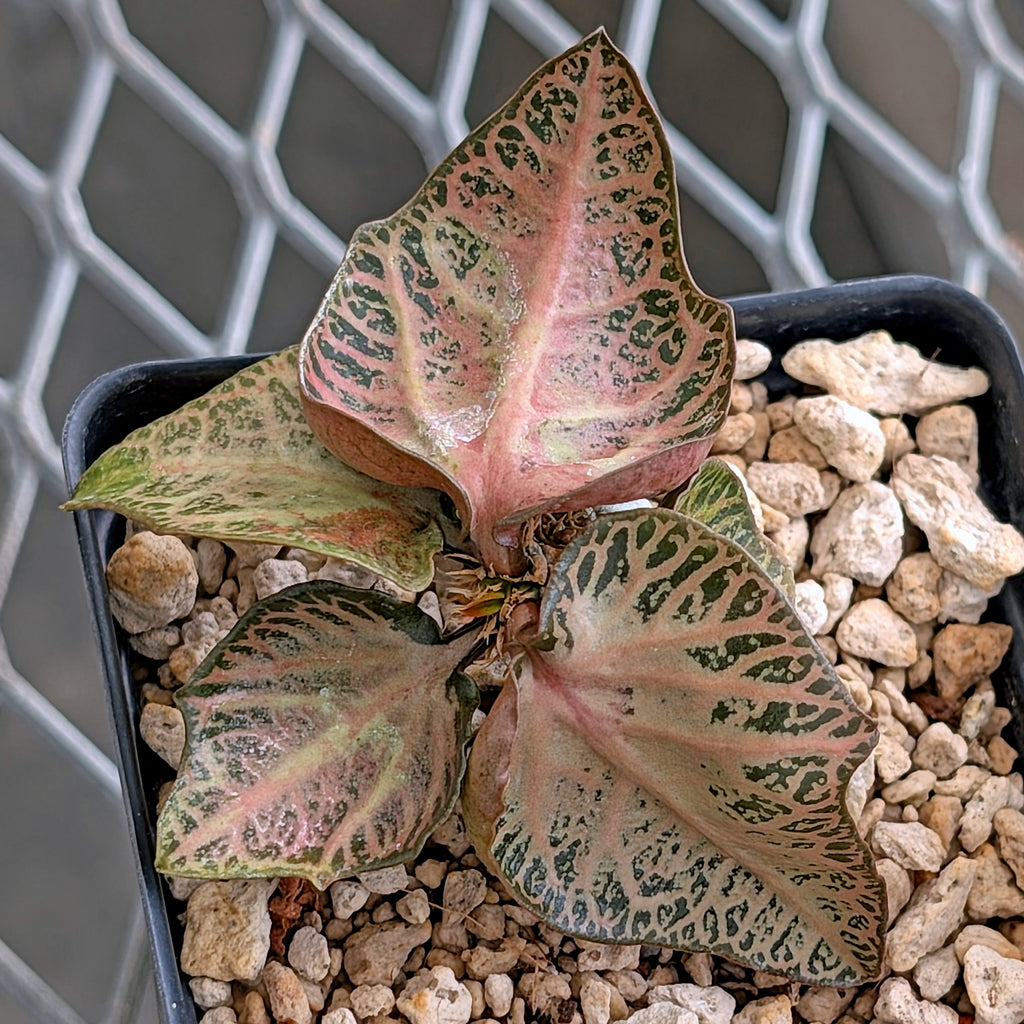 Euphorbia francoisii #17
