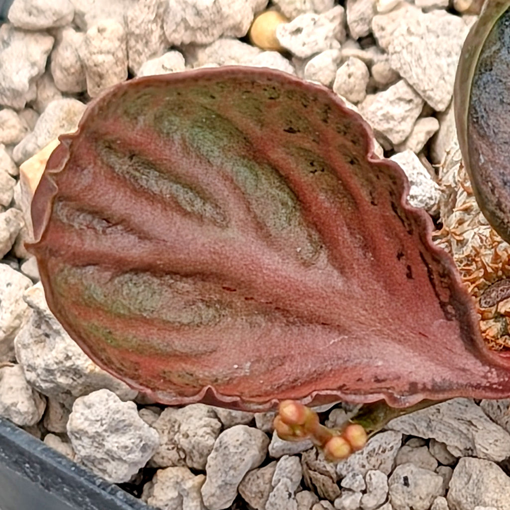Euphorbia francoisii #18