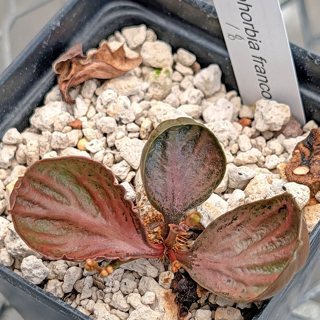 Euphorbia francoisii #18