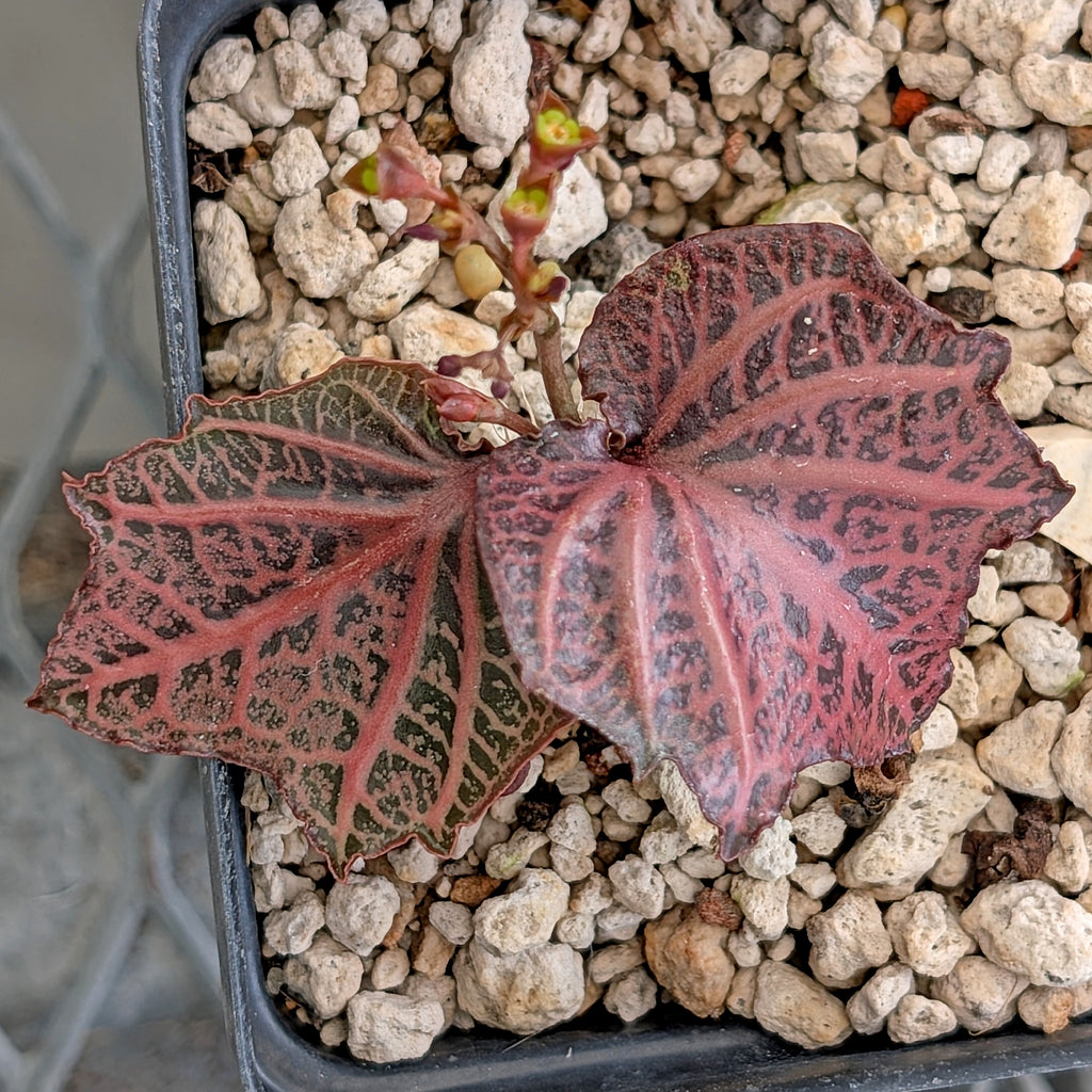 Euphorbia francoisii #18