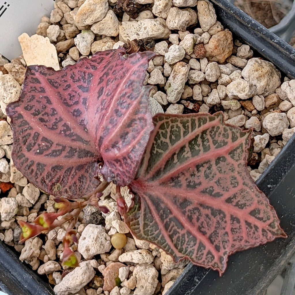 Euphorbia francoisii #18