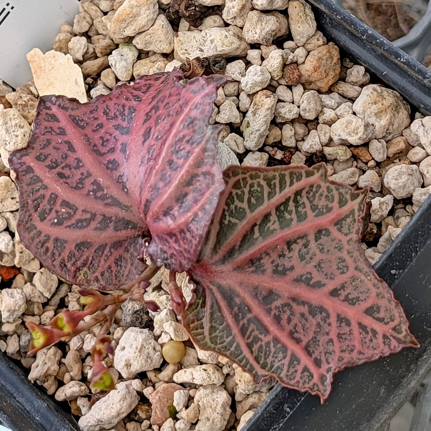 Euphorbia francoisii #18
