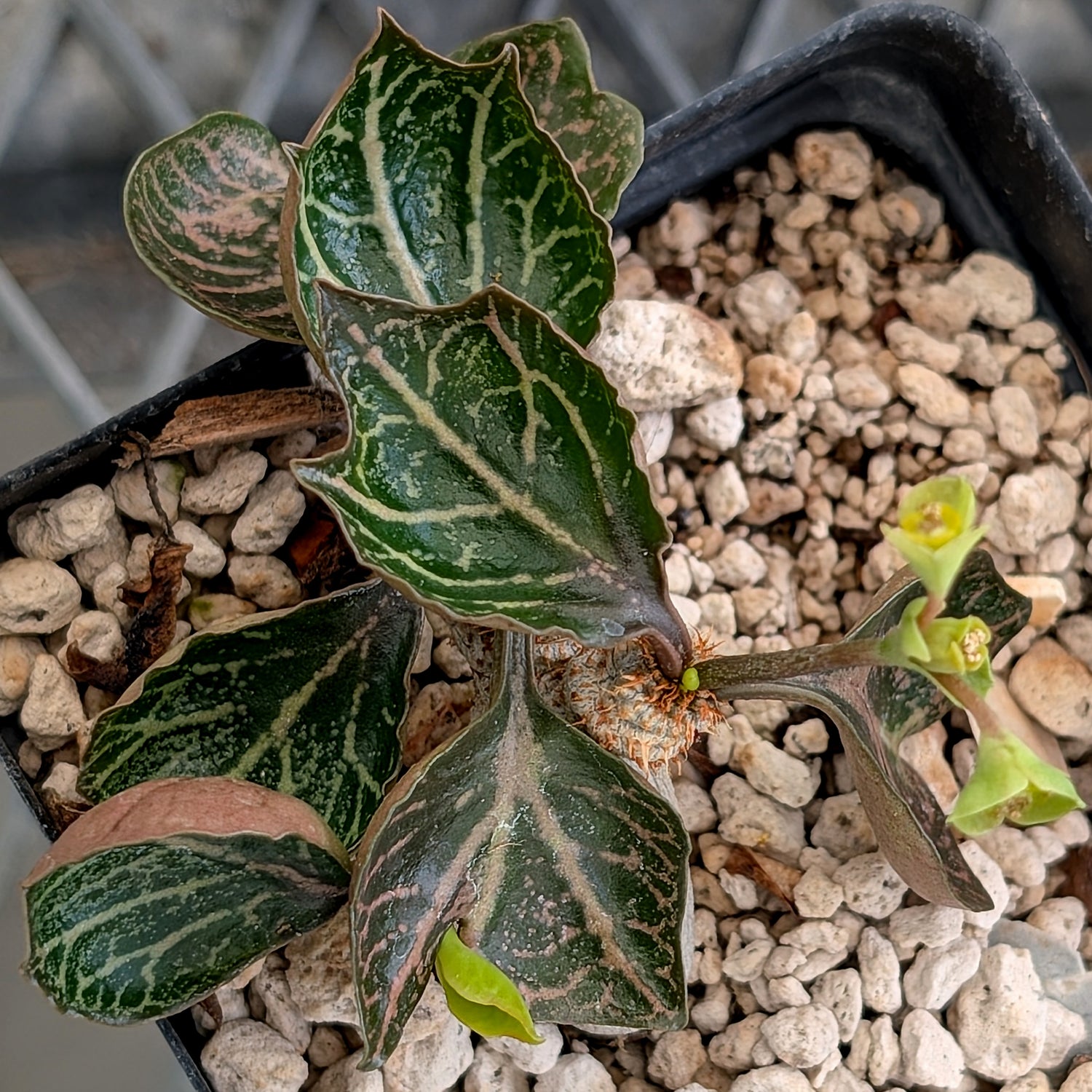 Euphorbia francoisii #19