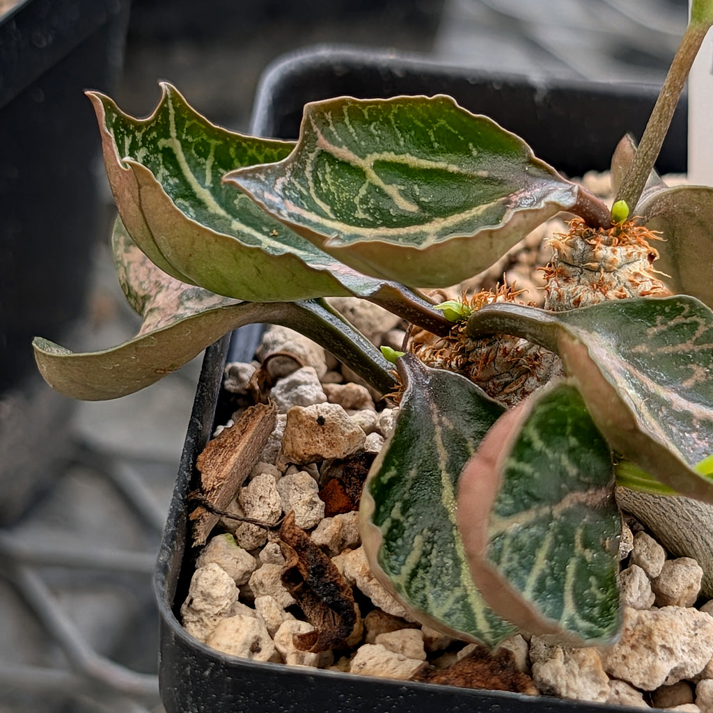 Euphorbia francoisii #19