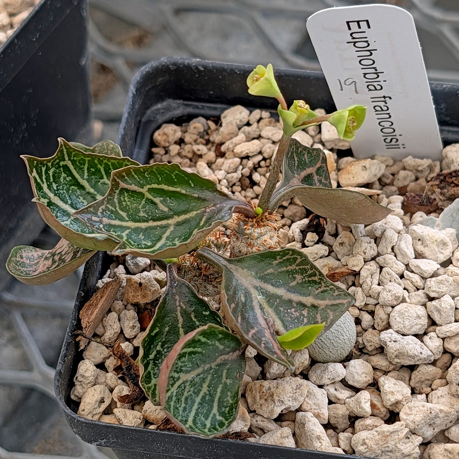 Euphorbia francoisii #19