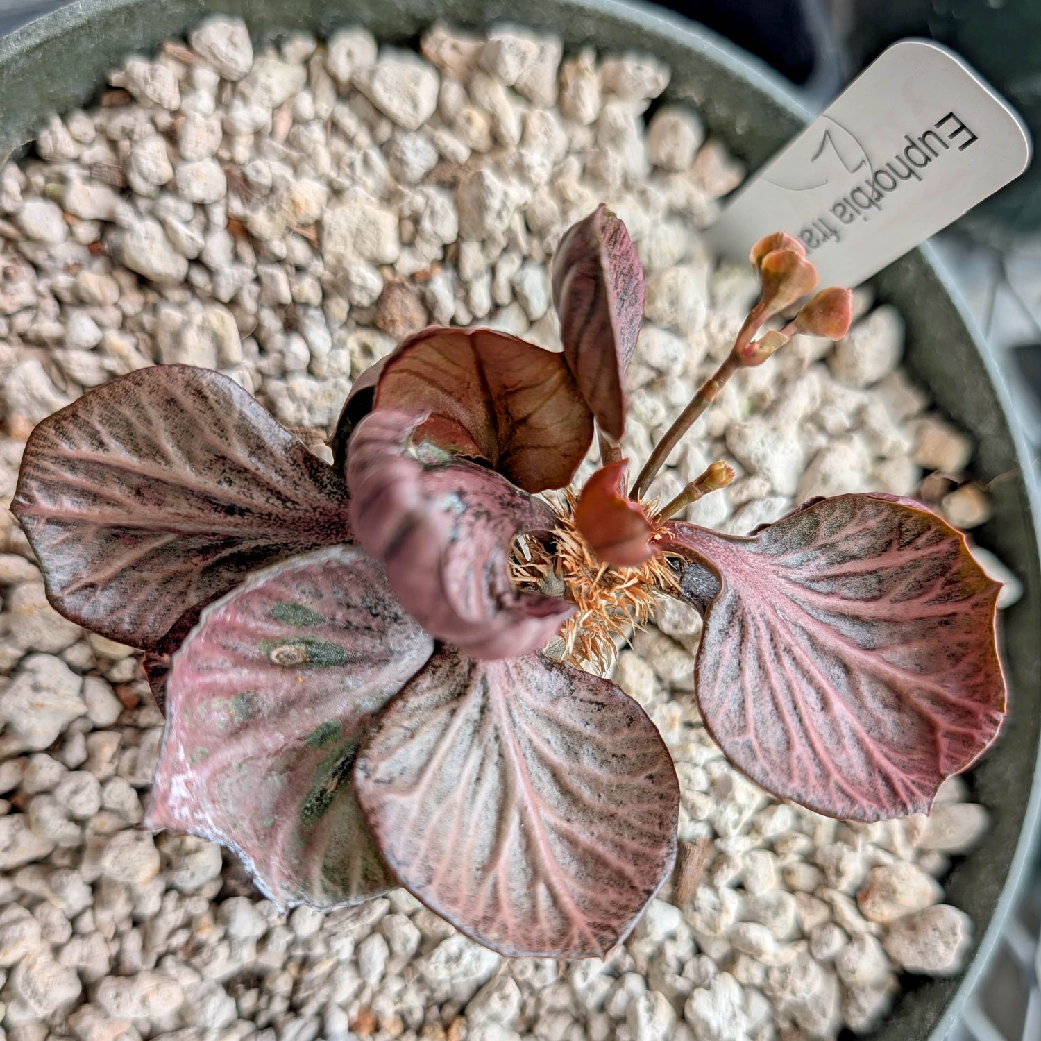 Euphorbia francoisii #2  red slightly cup round maple leaf