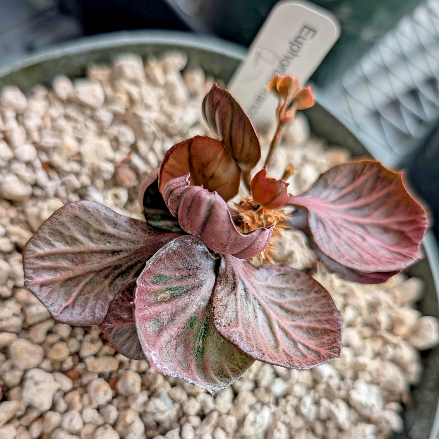 Euphorbia francoisii #2  red slightly cup round maple leaf