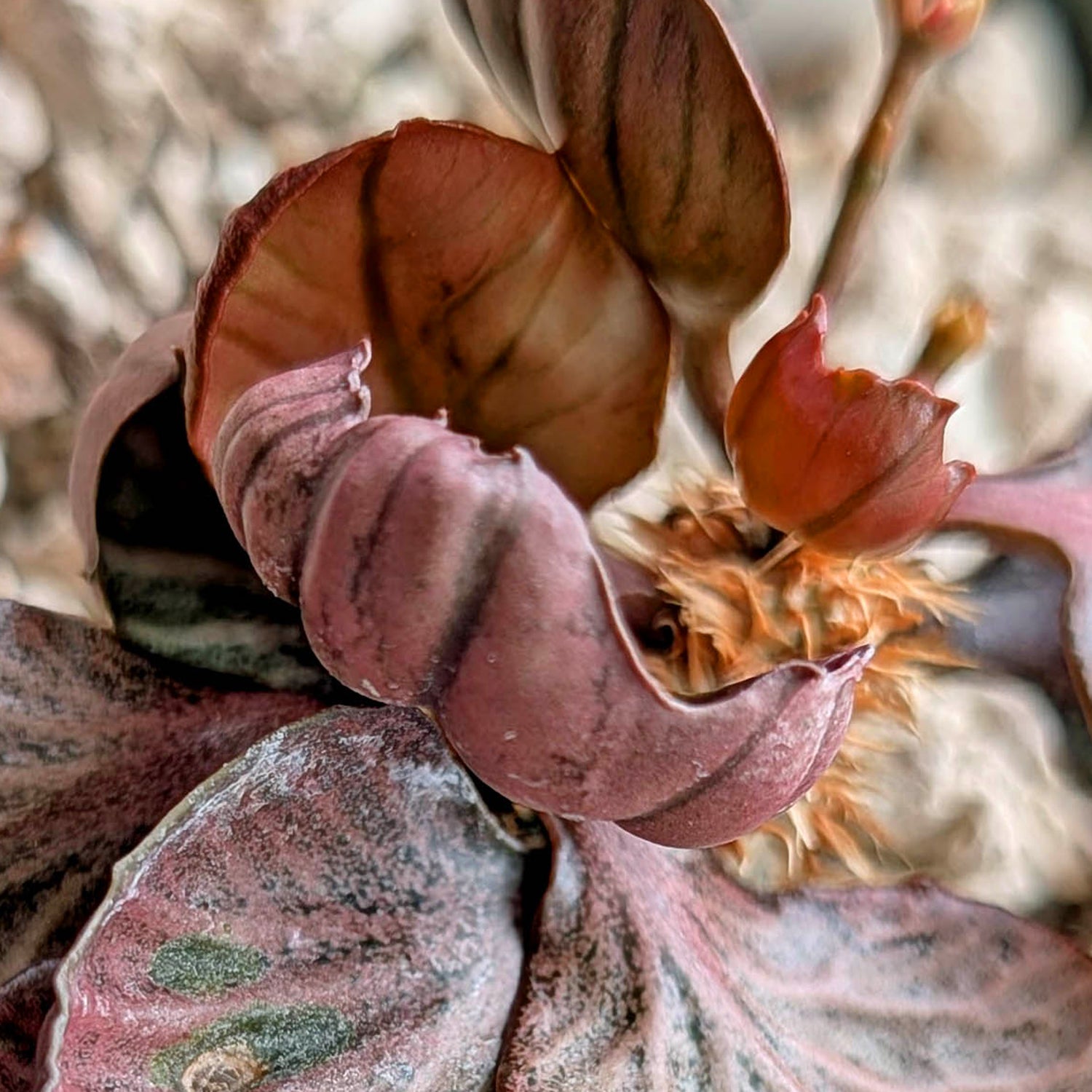 Euphorbia francoisii #2  red slightly cup round maple leaf
