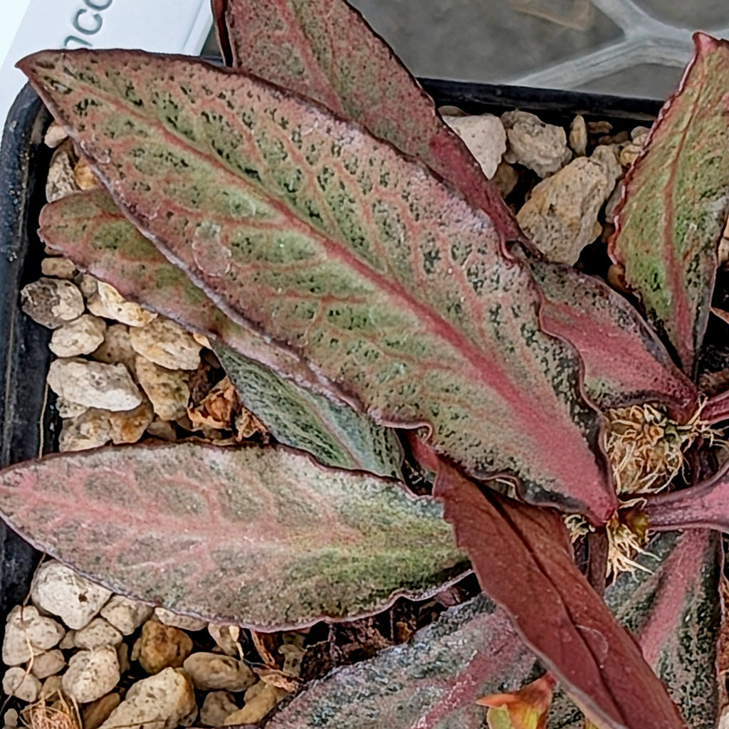 Euphorbia francoisii x cap-saintemariensis #20