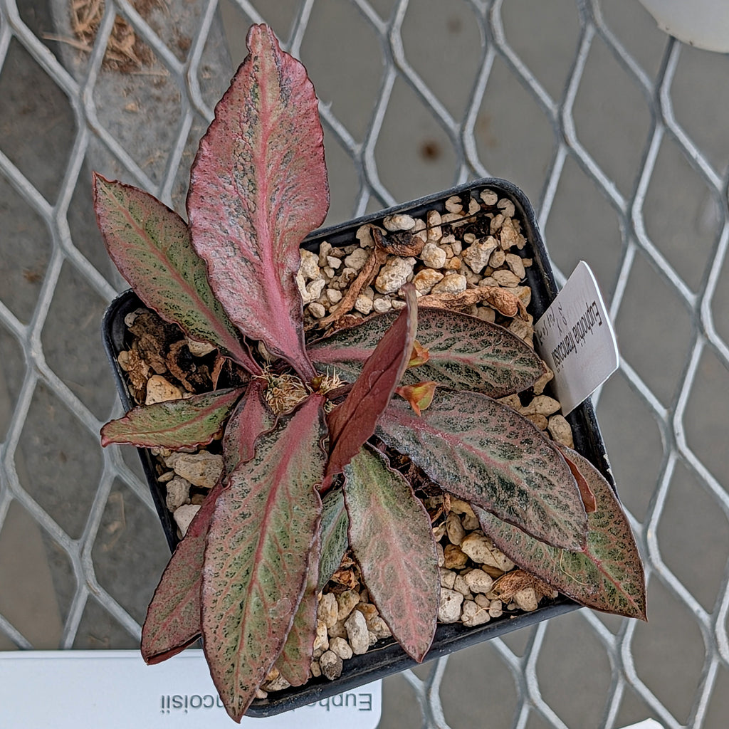 Euphorbia francoisii x cap-saintemariensis #20
