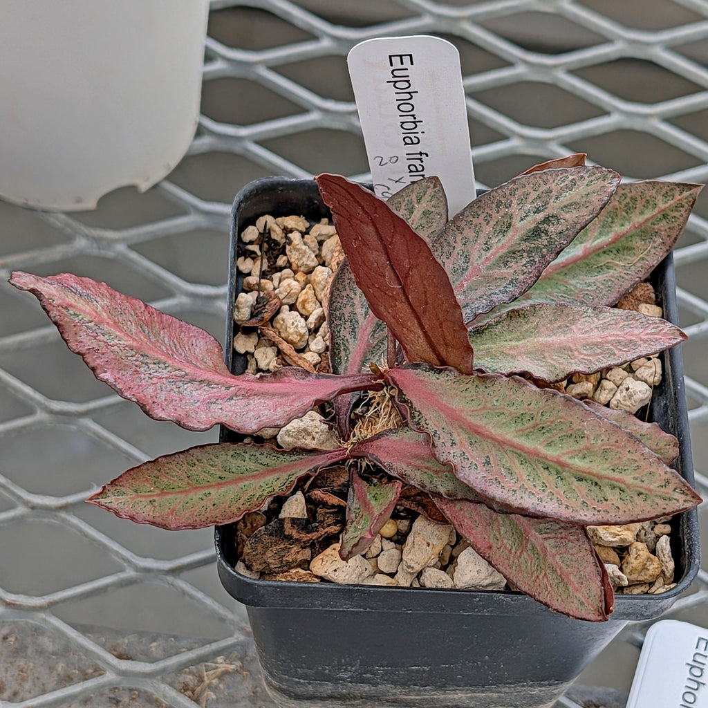 Euphorbia francoisii x cap-saintemariensis #20