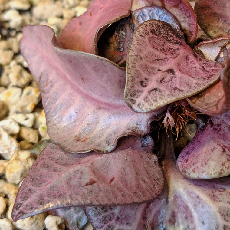Euphorbia francoisii #21