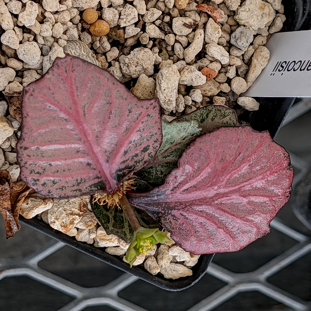 Euphorbia francoisii #22