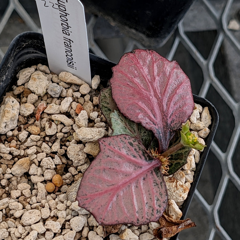 Euphorbia francoisii #22