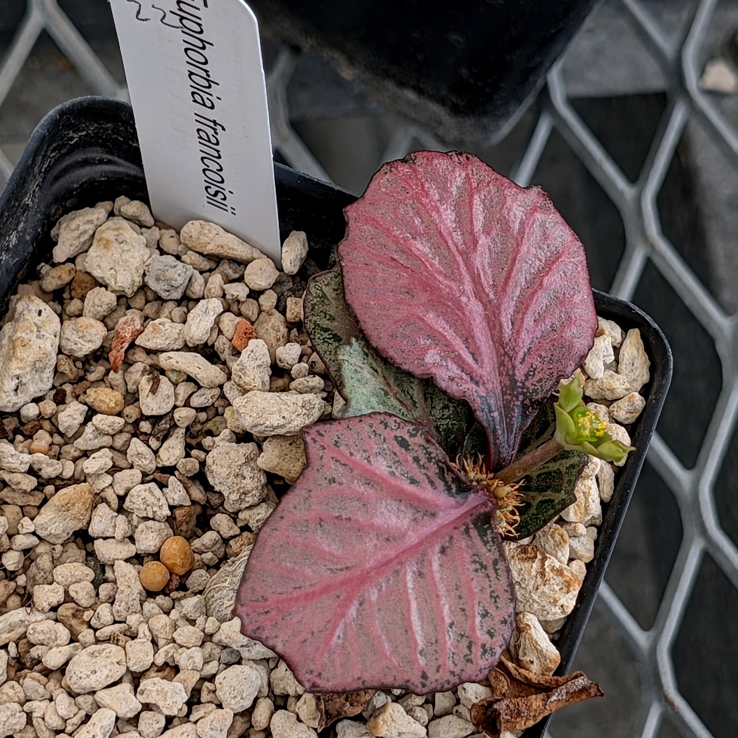 Euphorbia francoisii #22