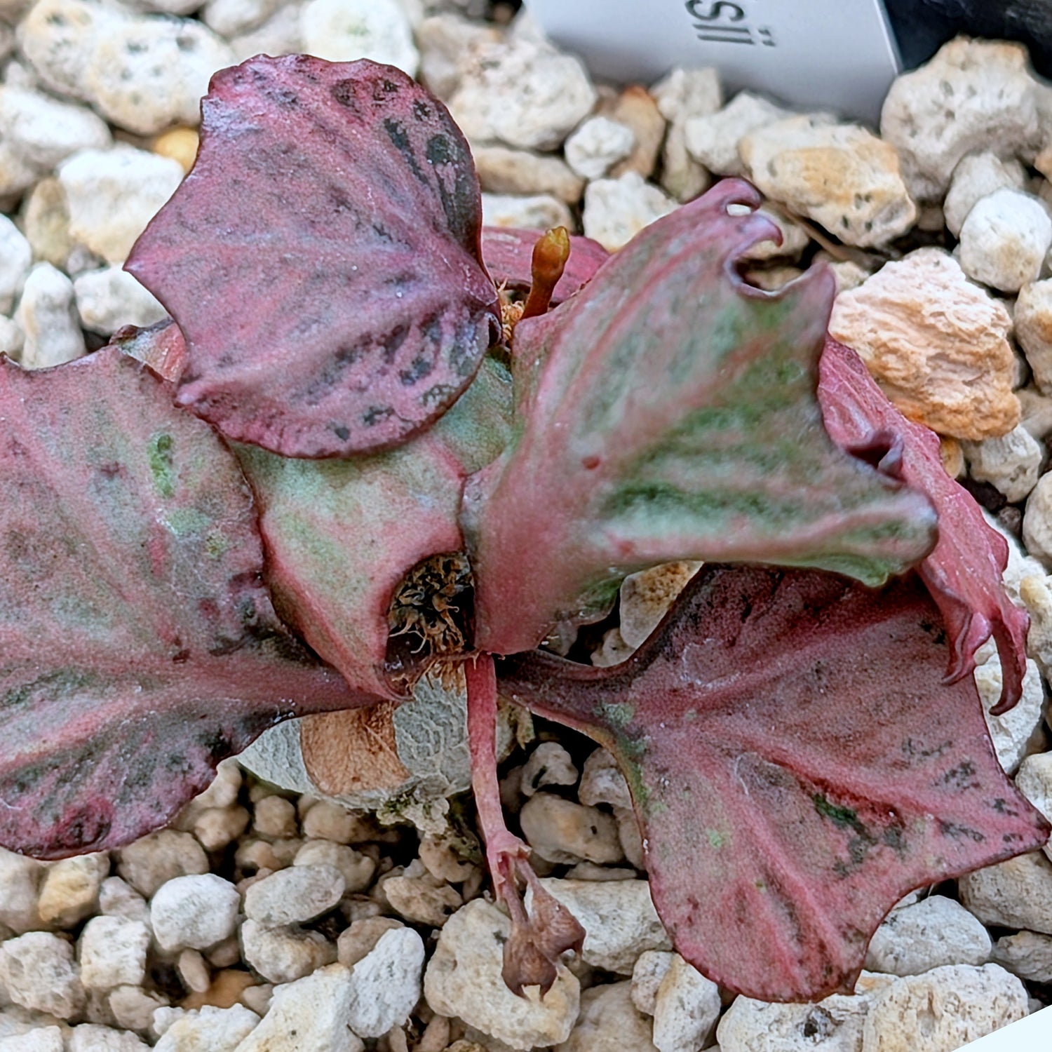Euphorbia francoisii #23