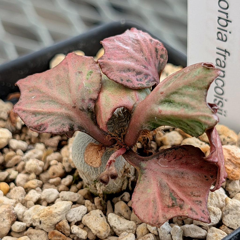 Euphorbia francoisii #23