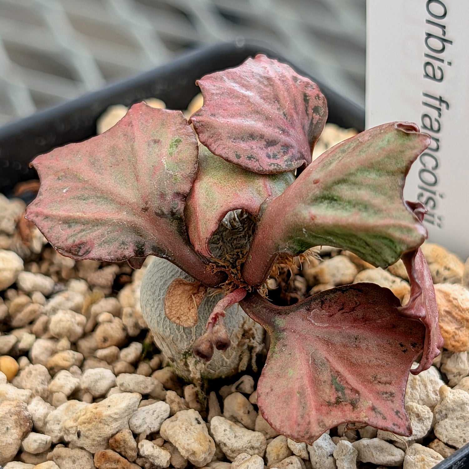 Euphorbia francoisii #23