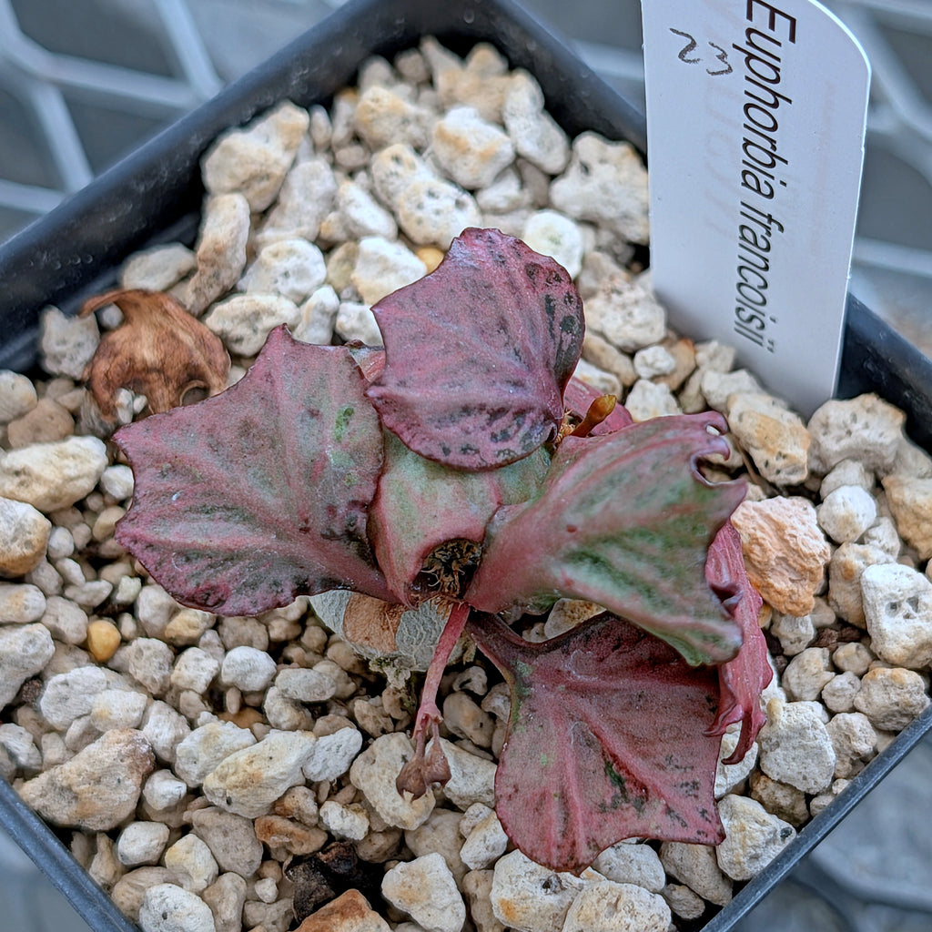 Euphorbia francoisii #23